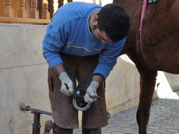 Feria de la nuez de Nerpio