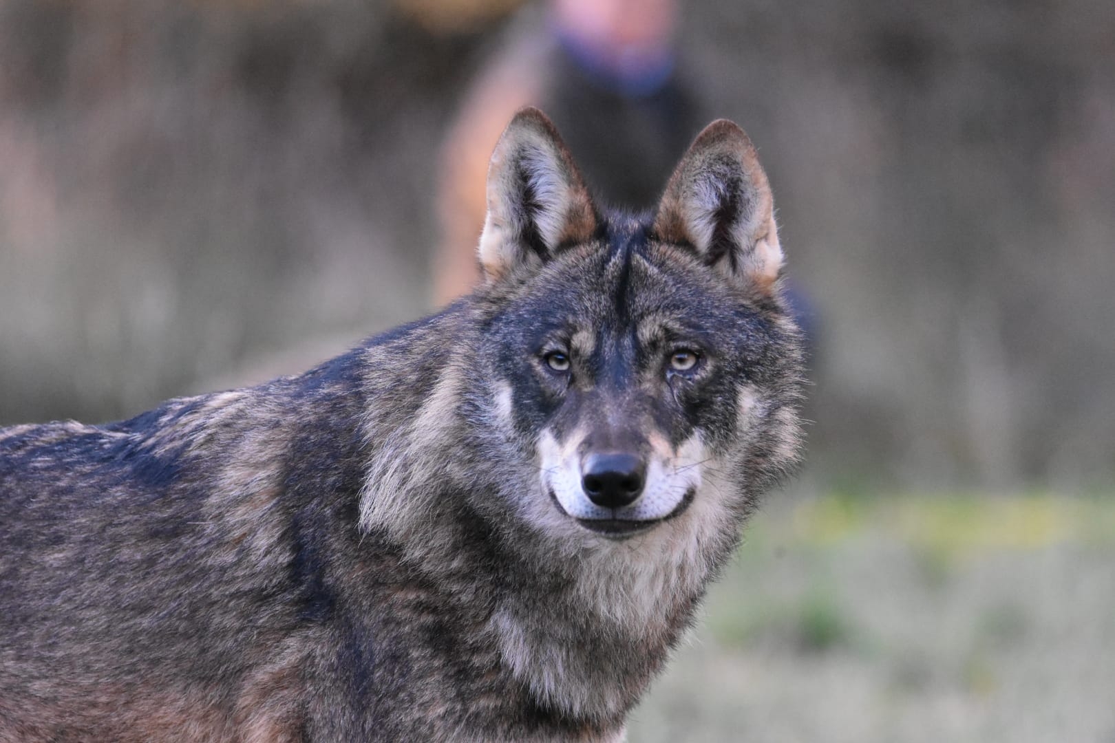 Centro de Educación Ambiental La Dehesa lobo