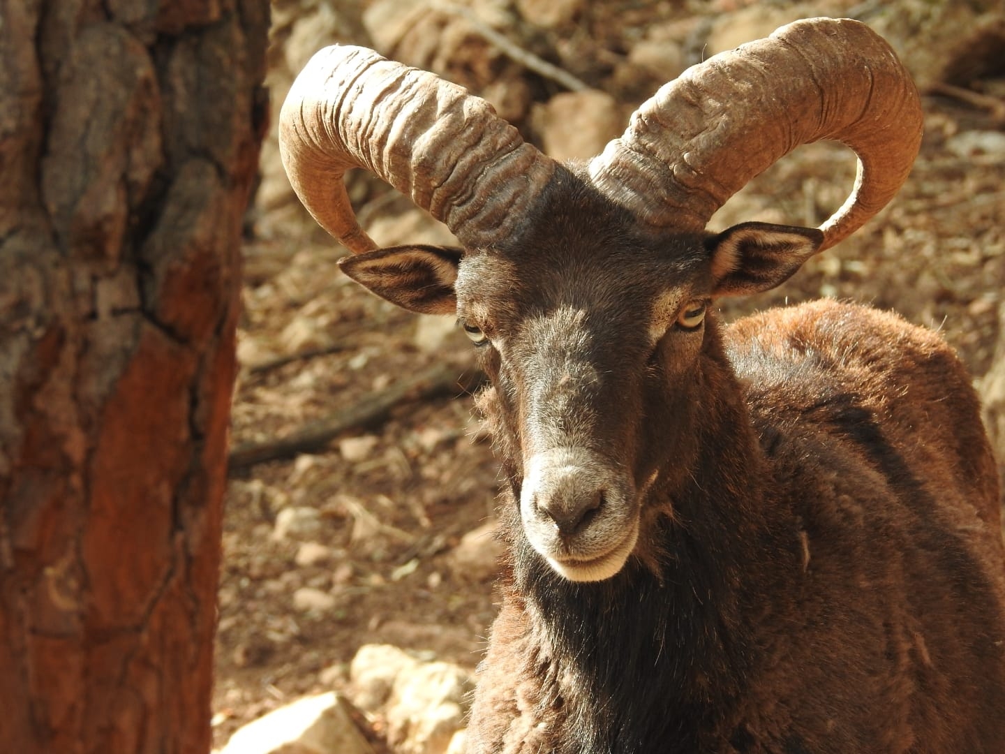 Centro de Educación Ambiental La Dehesa animales salvajes