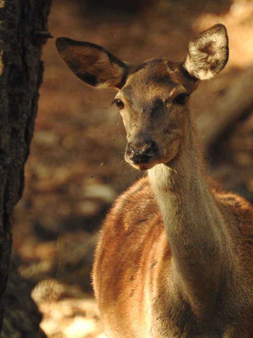 Centro de Educación Ambiental La Dehesa animales salvajes