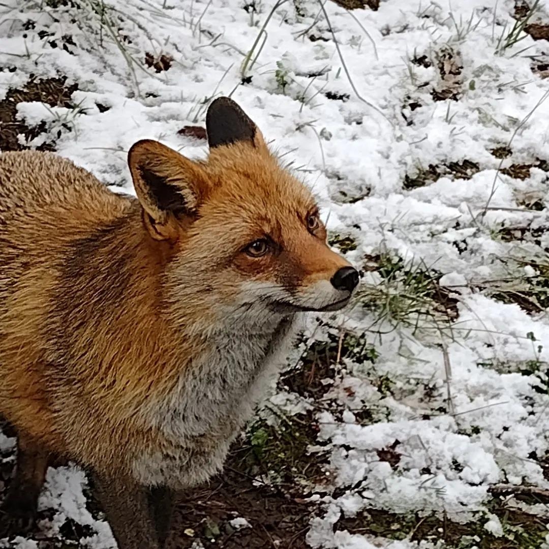 Centro de Educación Ambiental La Dehesa animales salvajes