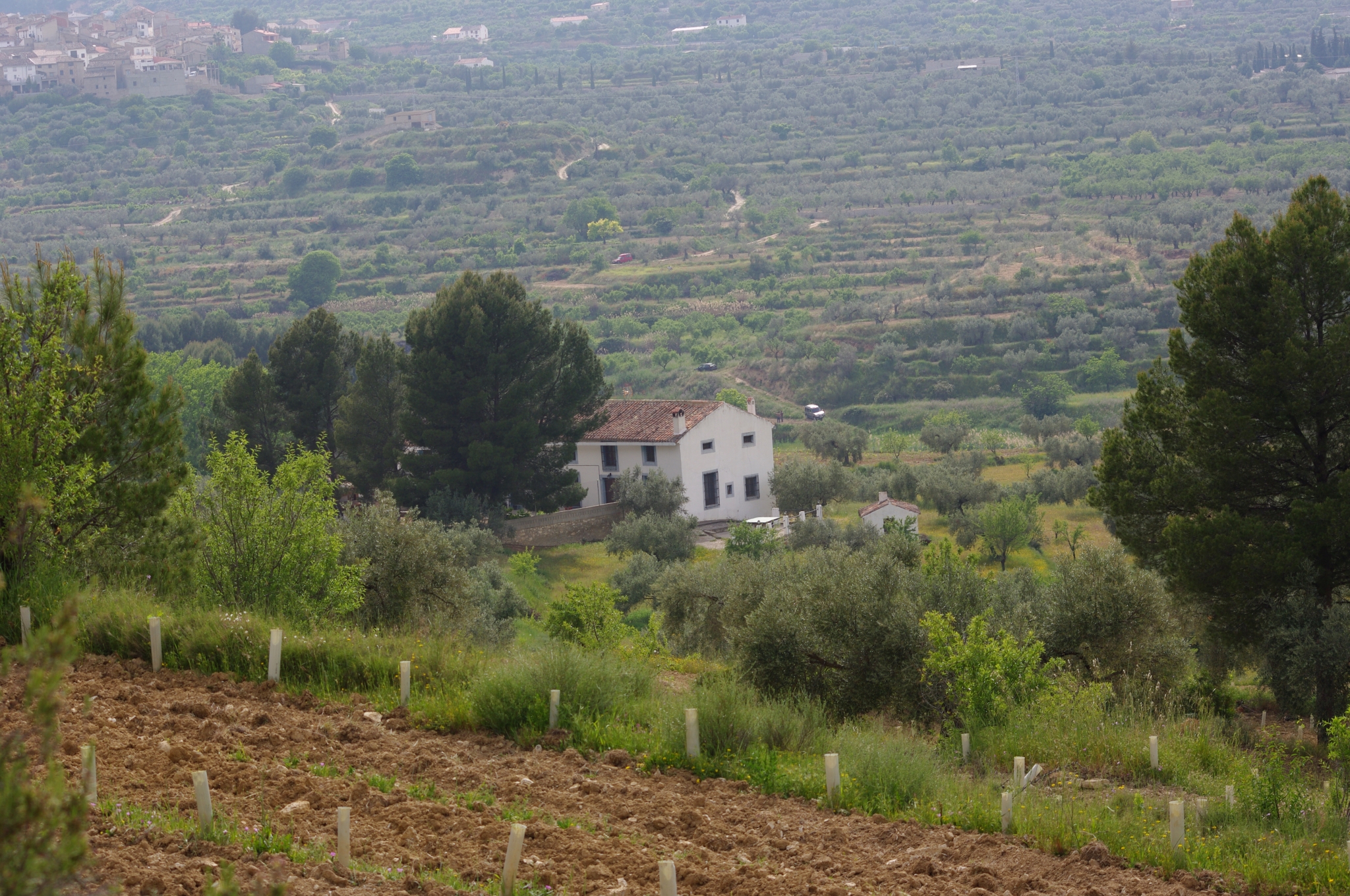 Casa rural la Zorrera entre viñas, olivos, pinos y encinas